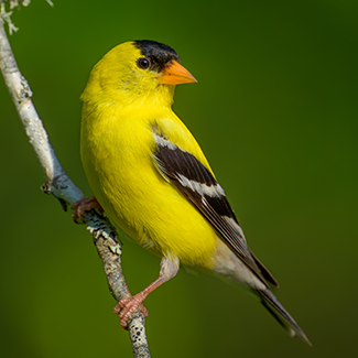american-goldfinch.png