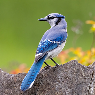 bluejay.png
