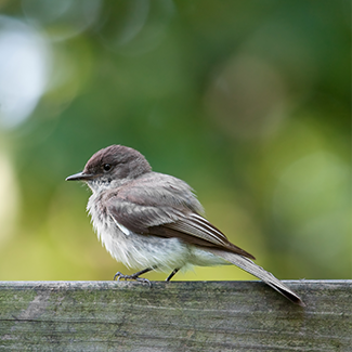 eastern-phoebe.png