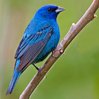 indigo-bunting.png
