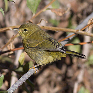 orange-crowned-warbler.png