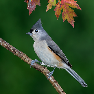 tufted-titmouse.png