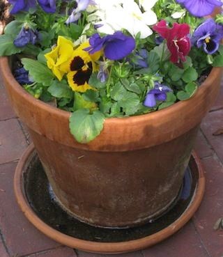 flower-pot.jpg