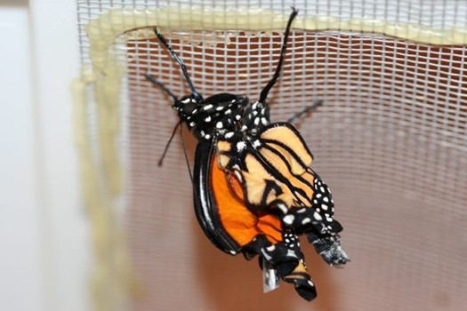 deformed-monarch.jpg