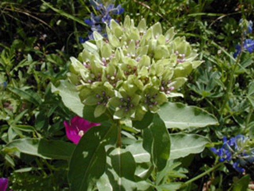 green-milkweed.jpg