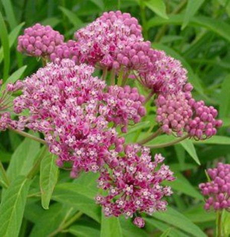 swamp-milkweed.jpg