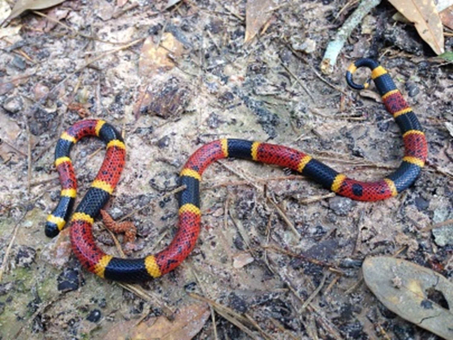 coralsnake.jpg