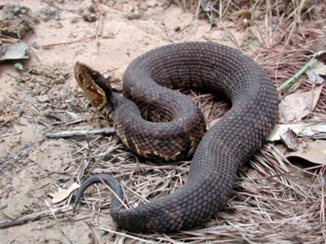 Cottonmouth.jpg