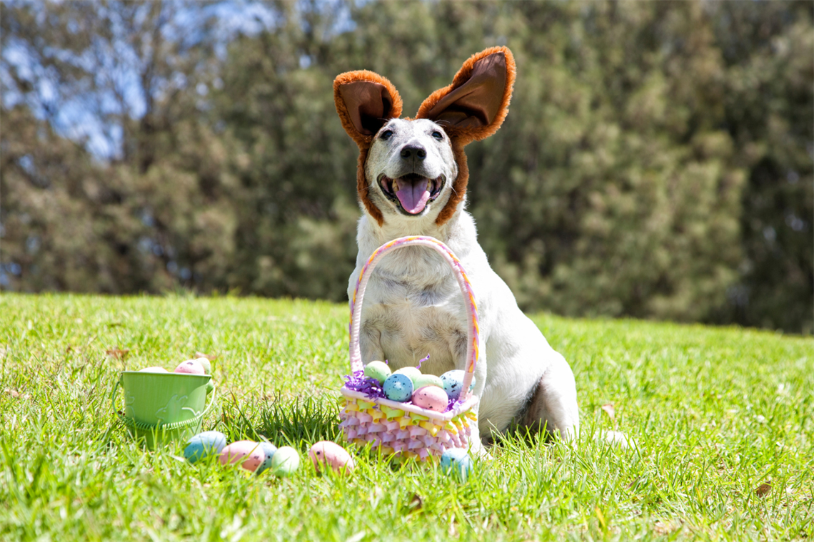 Photo of a white dog with an Easter basket and bunny ears