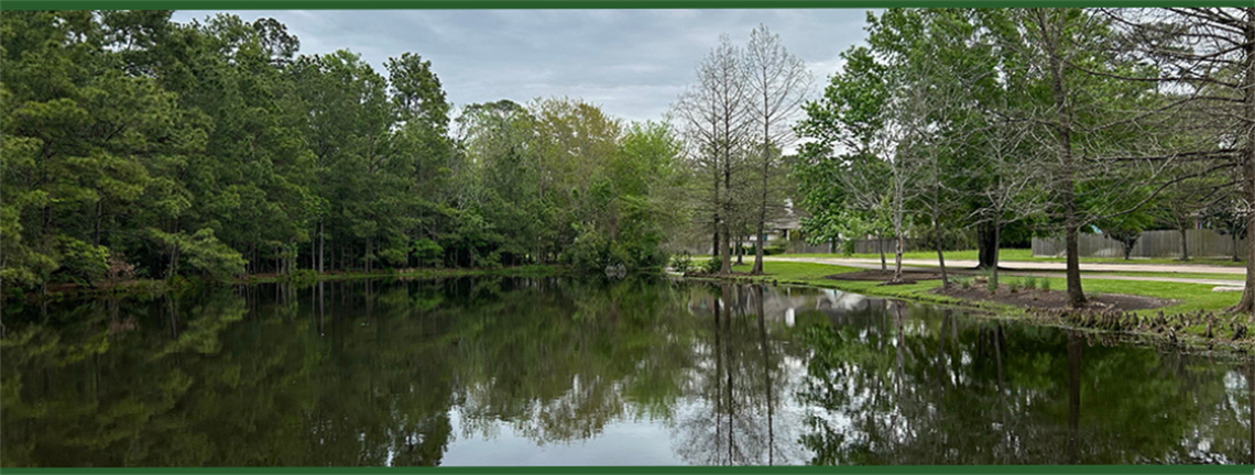 Photo of a pond