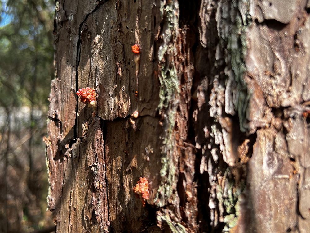 Photo of Pine Borers damage on a tree trunk
