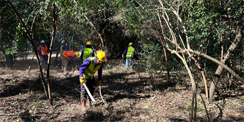 Photo of workers clearing out plant and vine overgrowth