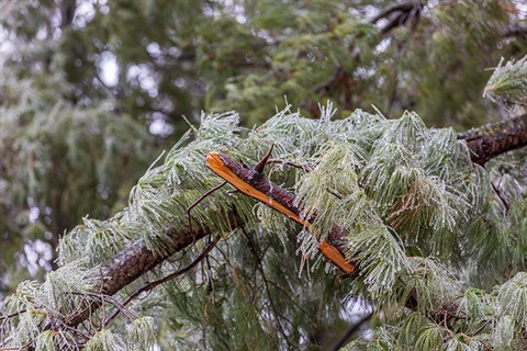 Photo of frozen pine tree