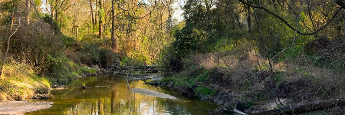 A creek surrounded by trees