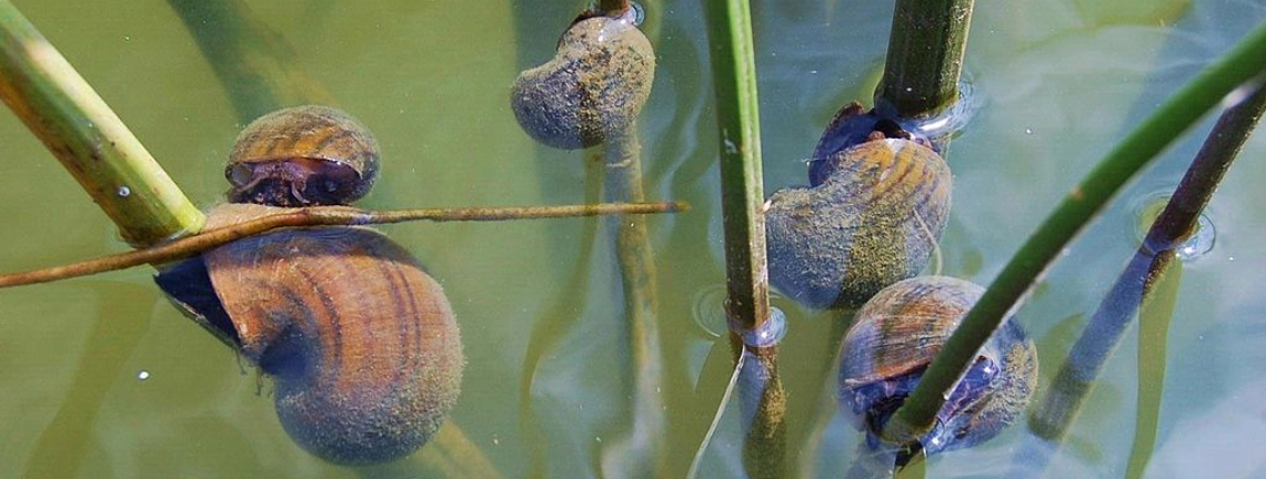 Apple snail commune in the water on a plant