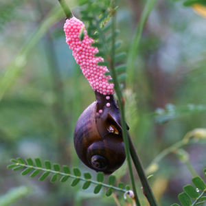 Apple snail laying eggs on a plant