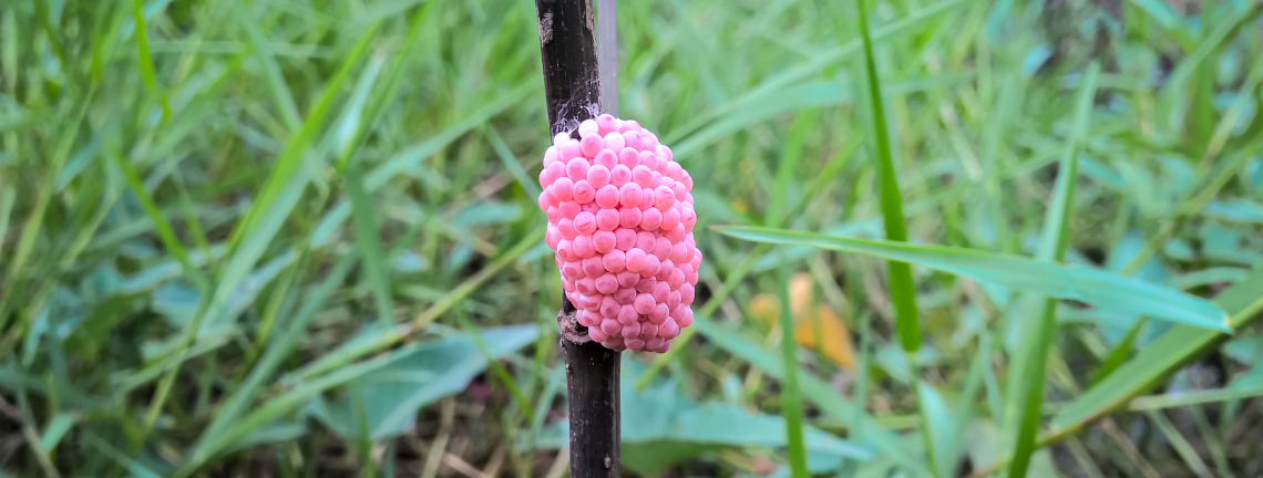 A cluster of pink round eggs within a grassy area