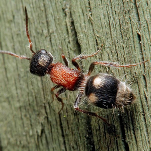 Velvet ant on wood