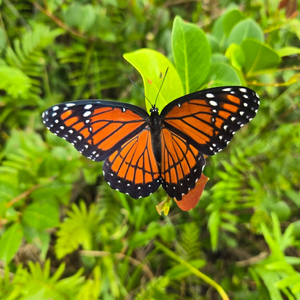 Viceroy butterfly on a leaf