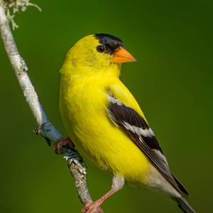 American Goldfinch