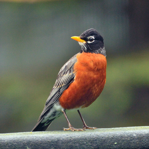 American Robin