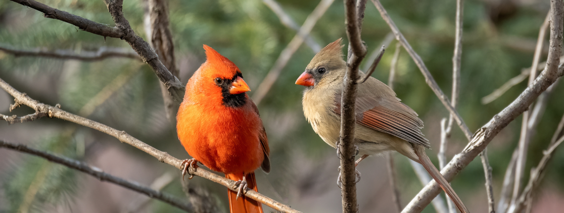 A pair of birds sitting on a branch