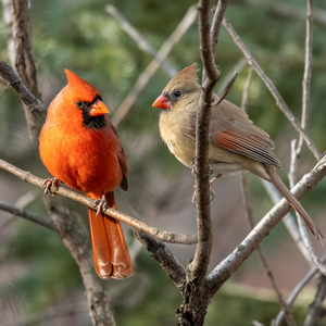 Male and Female Northern Cardinals