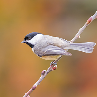 carolina-chickadee.png