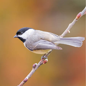 Caroline Chickadee