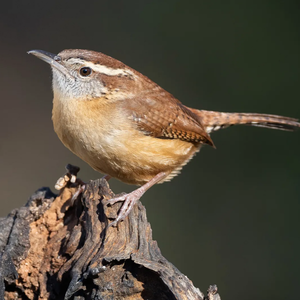 Carolina Wren