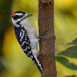 downy-woodpecker.png