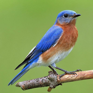 Eastern Bluebird