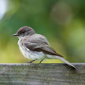 Eastern Phoebe
