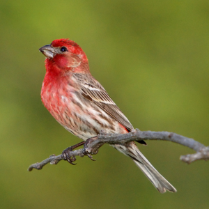 House Finch