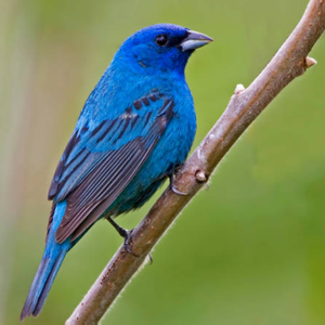 Indigo Bunting