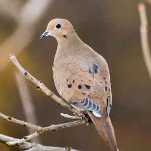 Mourning Dove