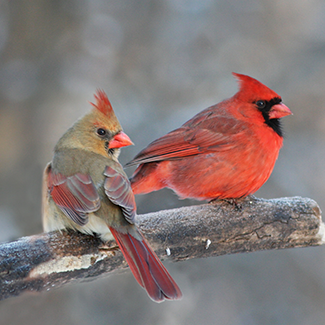 northern-cardinals.png