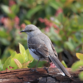 northern-mockingbird.png