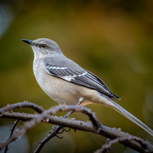 Northern Mockingbird