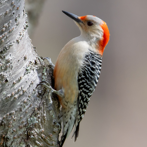 Red-bellied Woodpecker