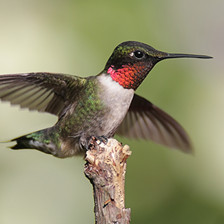 ruby-throated-hummingbird.png