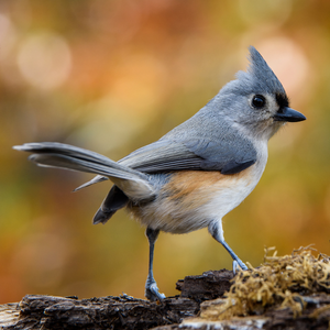 Tufted Titmouse