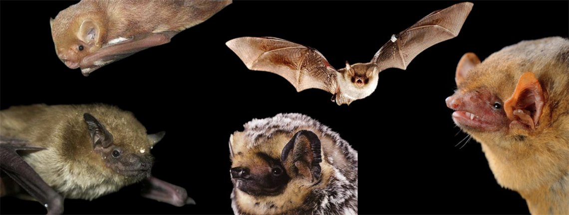 A variety of bats against a black background