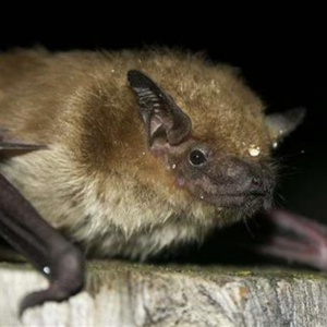Big brown bat
