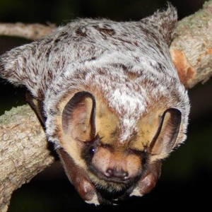 Hoary bat on a tree branch
