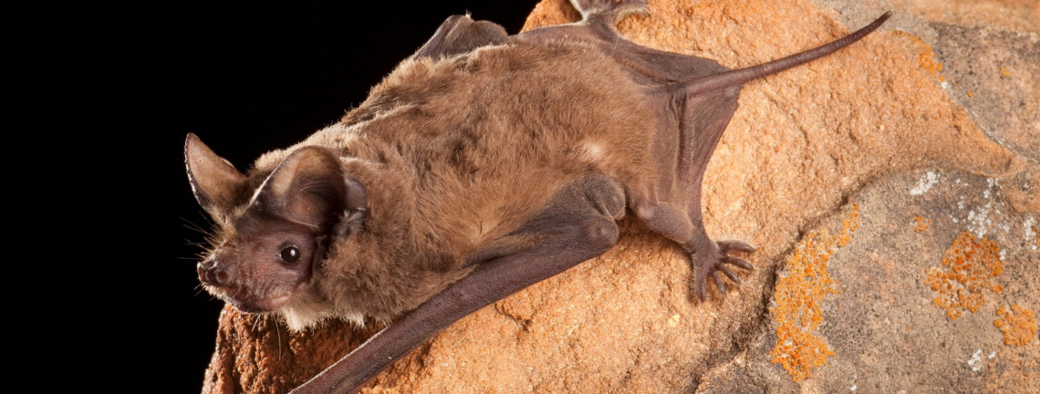 Mexican free-tailed bat on a rock slab