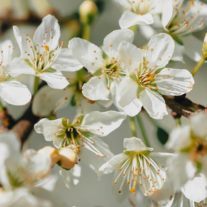 Black-Cherry-Blooms