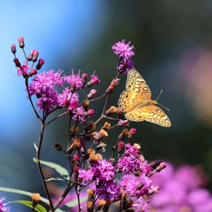 Butterfly flying away from an ironweed plant