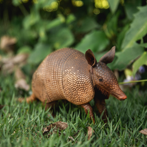 Armadillo in the grass