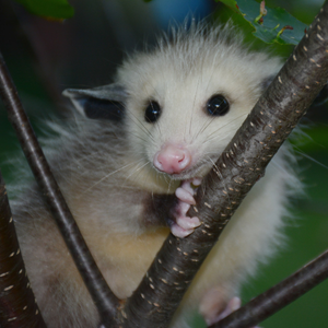 Baby opossum on a tree